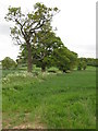 SO9155 : Oak trees near Bredicot by Philip Halling