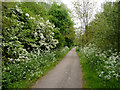 Footpath through the water meadows