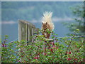 Red Squirrel raiding Ness View Bird box