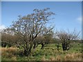 Alder carr, Bridgehill