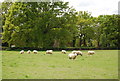 Sheep near Barns Green