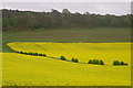 Oilseed rape near Oathlaw