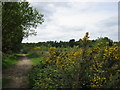 Footpath and Gorse on Yateley Common