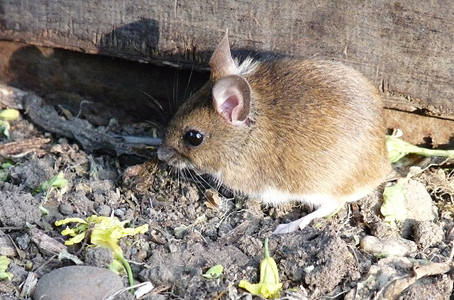 Field mouse at bay