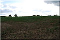 Field of Brassicas by the footpath west of the A272