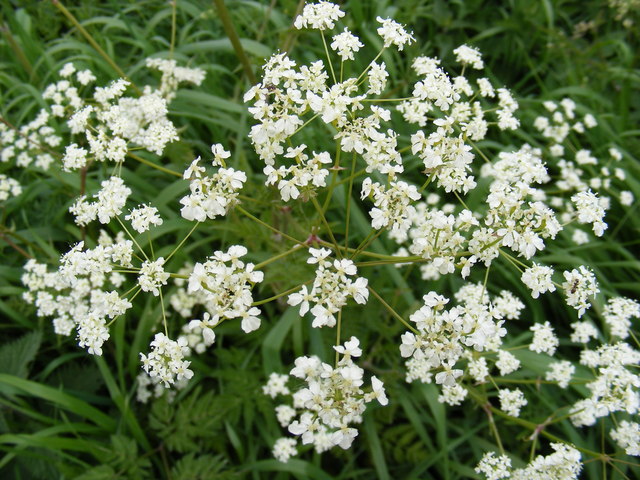 Cow Parsley in Station Road