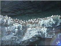 NA1505 : Gannets nesting under the overhanging rocks by Russel Wills