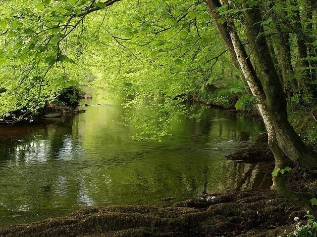 River Avon by Titcombe Wood