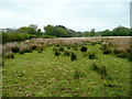 Rough pasture near Llwyncanol