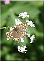 Speckled Wood butterfly (Pararge aegeria)