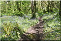 Path through the woods at St Loy