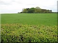 Grassland, Puddeston