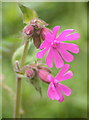 Red Campion (Silene dioica (L.))