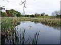 Pond adjacent to Haswell to Hart cycle track