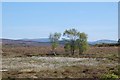 Fairy Circle on High Moor