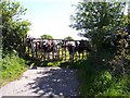 Curious calves at gate