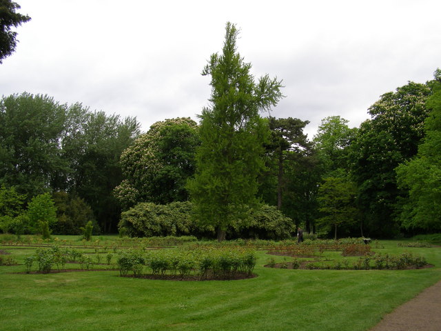Rose garden at Morden Hall Park