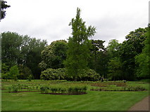 TQ2668 : Rose garden at Morden Hall Park by I M Chengappa