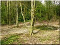 Inside Limekiln Plantation