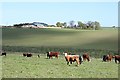 Cattle and Brunthill Farm