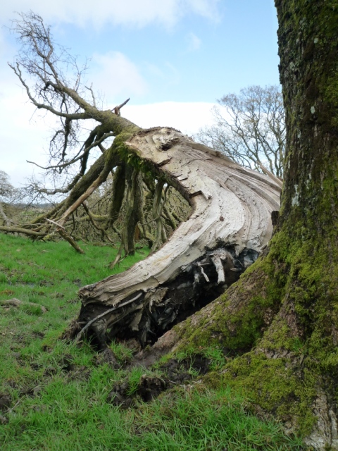 Ash tree cleaved by a lightning bolt