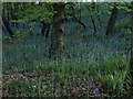 Bluebells near Great Rock