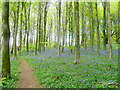 SO2218 : Coed Cefn; bluebell woods 2009 4 by Jonathan Billinger