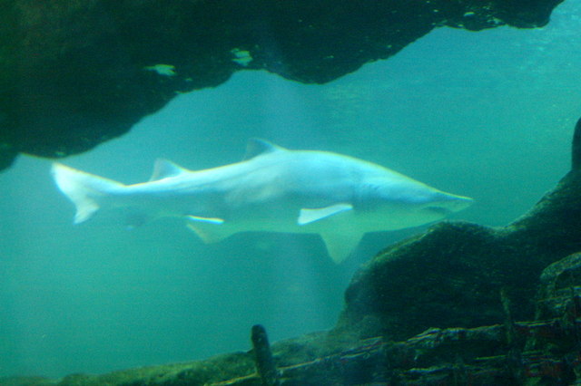 Shark at Deep Sea World, North Queensferry