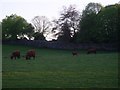 Highland Cattle by the A82