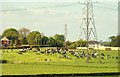 J2965 : Cattle and pylons near Lisburn by Albert Bridge