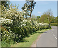 May blossom near Hunningham Hill