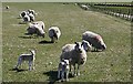 Sheep at Achmore