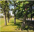 Avenue of Trees