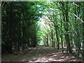 Footpath in Bank Wood