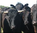 Polled and horned Welsh Blacks near Rhosgoch