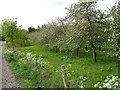 SO9246 : Apple orchard by Tiddesley Wood by P L Chadwick