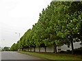 A  tree lined Industrial Estate road