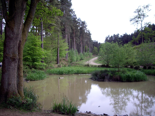 Pond on the edge of the Hurtwood
