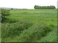 Fields at Toton