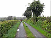 H3711 : Lane near Drummany Lough by Oliver Dixon