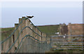 Redshank on barbed wire fence