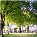 Beech trees, Carnoustie House Grounds