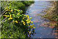 HY4708 : Marsh marigolds (Caltha palustris) by Bob Jones
