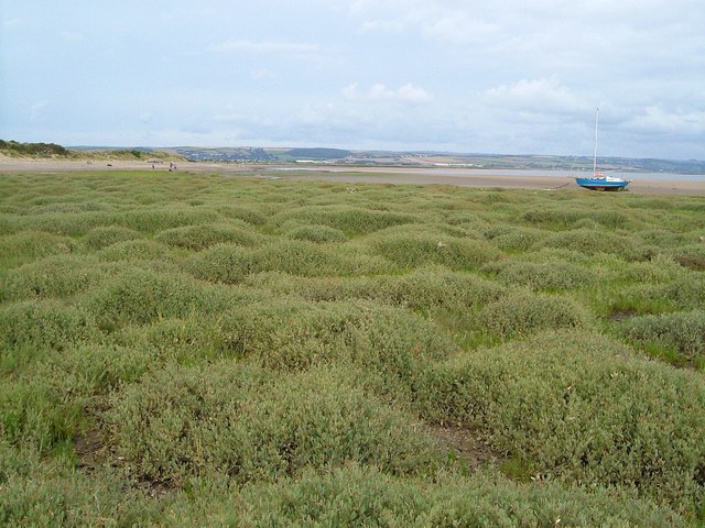 Salt marsh near Crow Point
