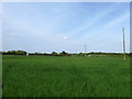 Long Grass and Telegraph Poles