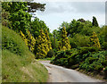 Church Lane, Playford