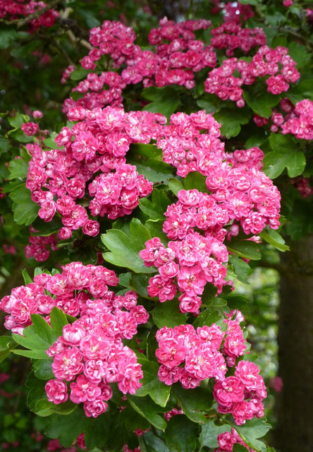 Pink hawthorn by Church Lane © Andrew Hill cc-by-sa/2.0 :: Geograph ...