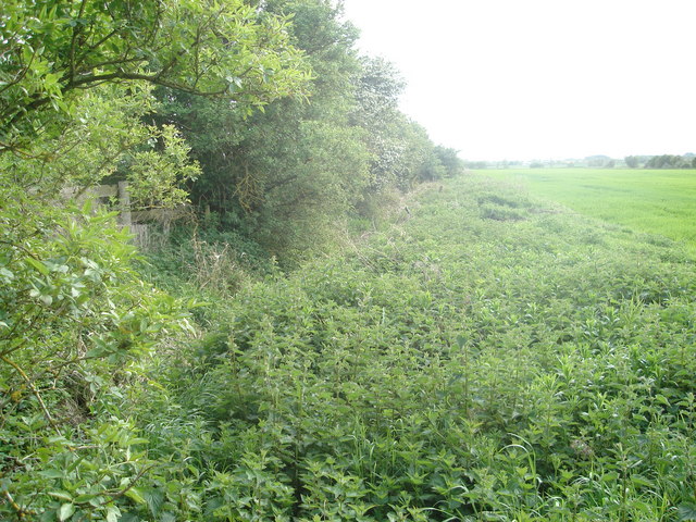 Overgrown drainage ditch