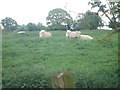 SJ3928 : Suspicious sheep by Brownfox