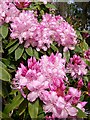 Rhododendron at Dunchideock